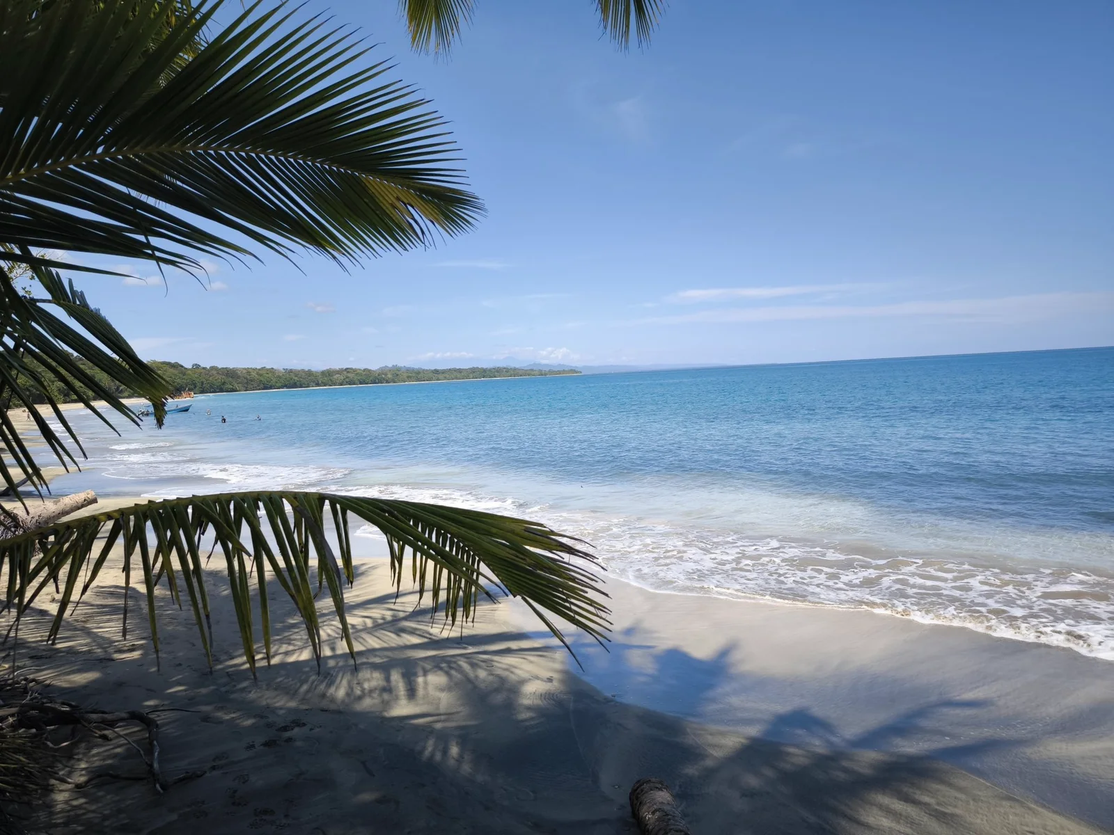 A quiet turquoise shore seen through palm fronds