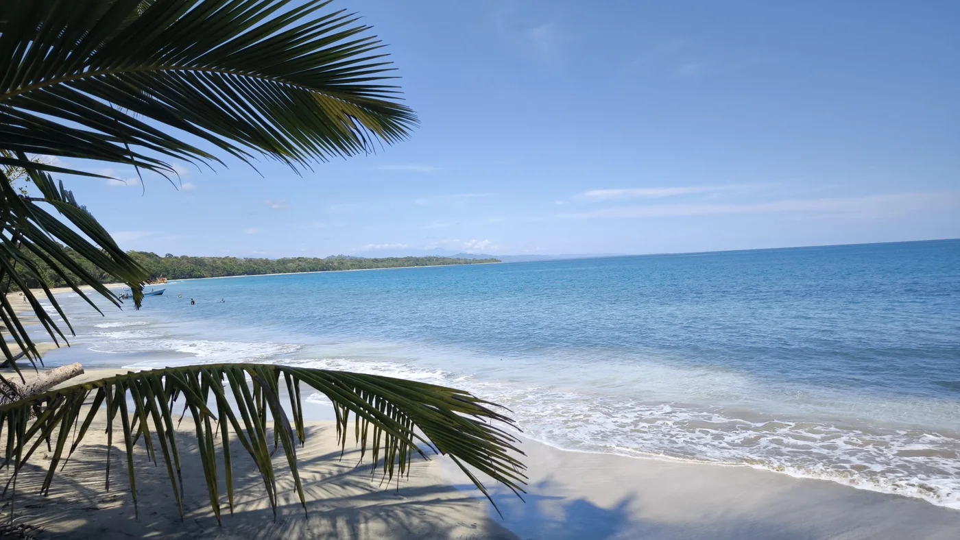 A quiet Caribbean beach framed by palm fronds, soft waves rolling onto pale sand