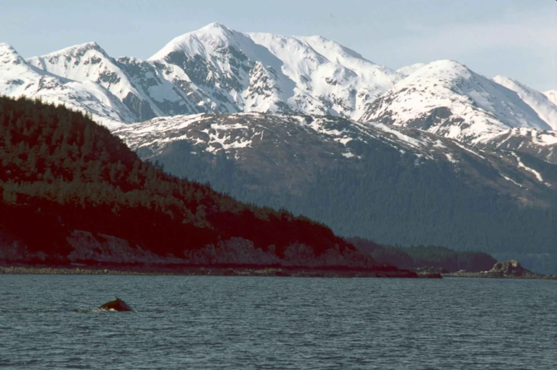 A humpback whale breaching from the water off the Alaska coast
