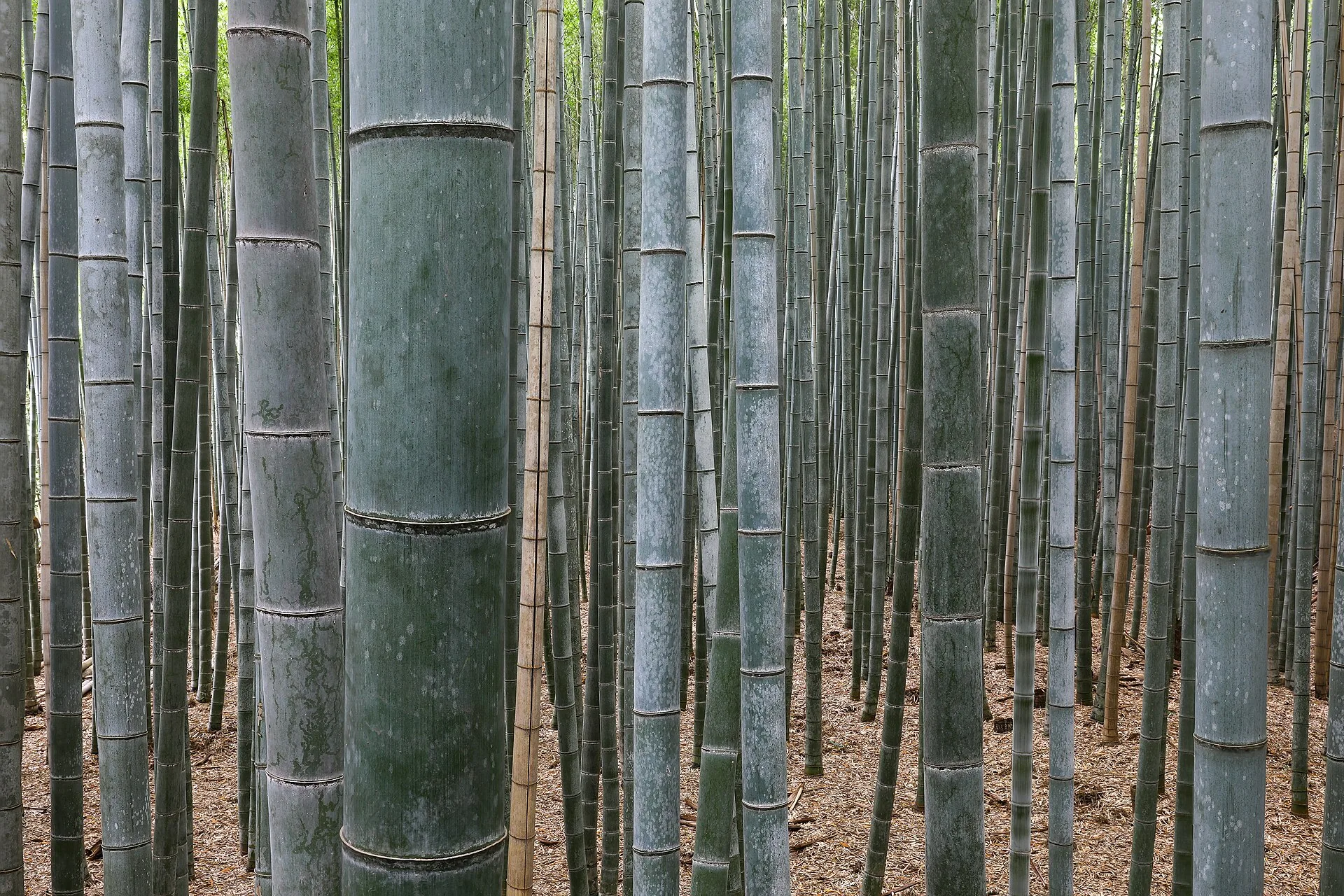 Tall green bamboo stalks rising along a walking path in the Arashiyama bamboo grove near Kyoto