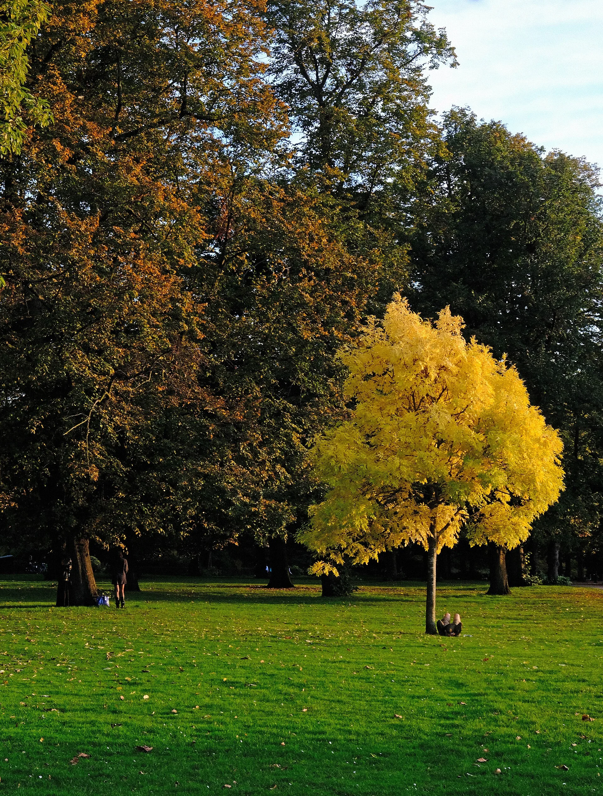 Golden autumn leaves along a tree-lined path in Hyde Park, London